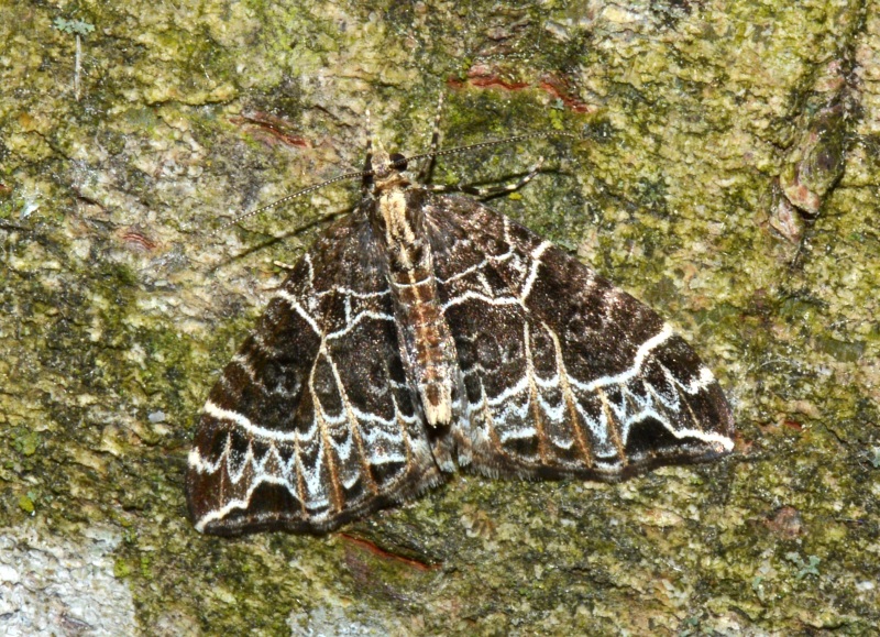 Ecliptopera silaceata